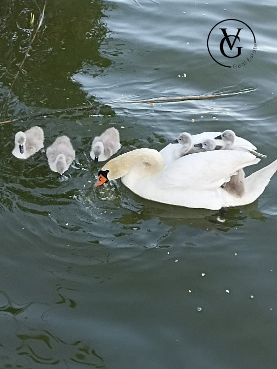 Vila  - Mamaia Sat - pe malul lacului