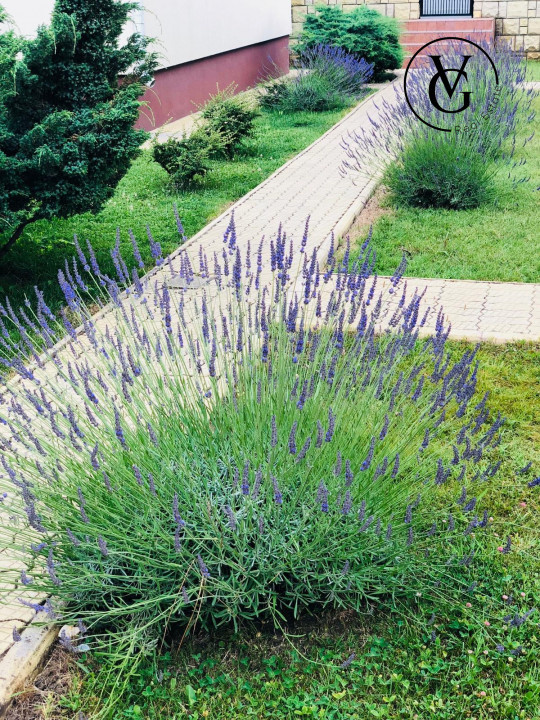 Vila P+2 cu vedere la mare Mamaia Nord / Scoica Land